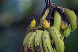 DOMINICA - Uno dei colorati uccelli